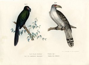 Ani à bec lisse, 1864 - German School
